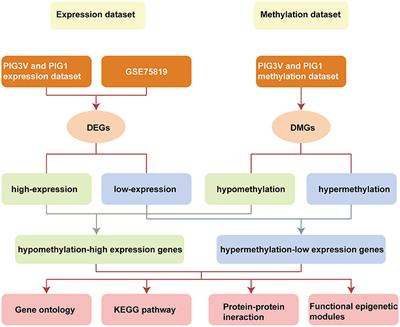 Transcriptome and Differential Methylation Integration Analysis Identified Important Differential Methylation Annotation Genes and Functional Epigenetic Modules Related to Vitiligo